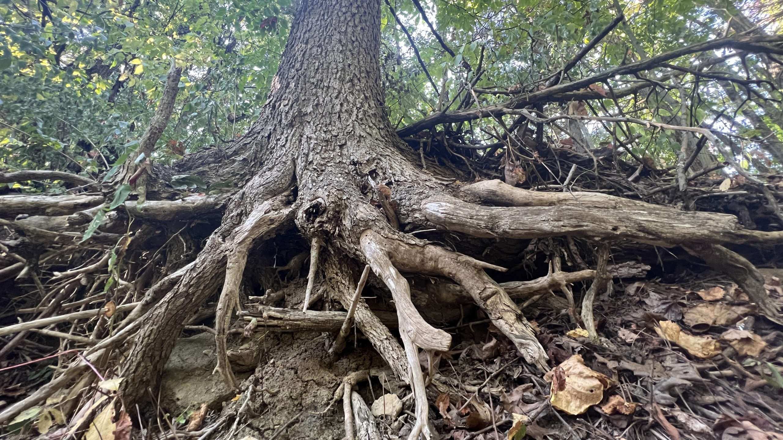The Anxiety in Exposed Roots.