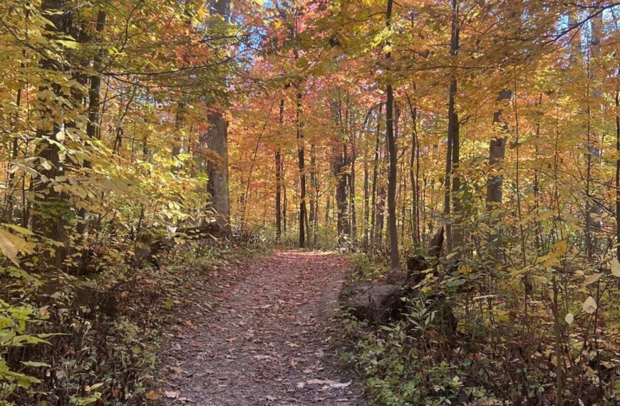 Golden Forest, Today’s Office