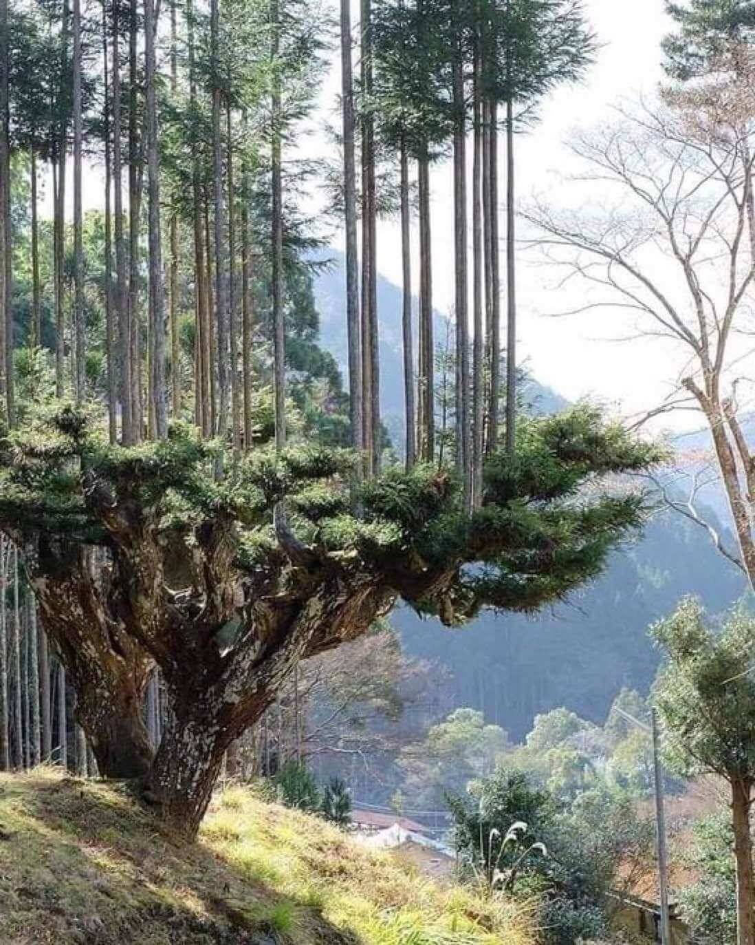 Do the Japanese Have The Answer To Deforestation?