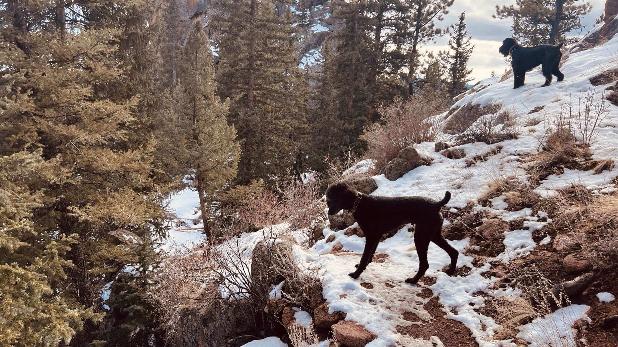 Holiday Pups On a Colorado Mountain