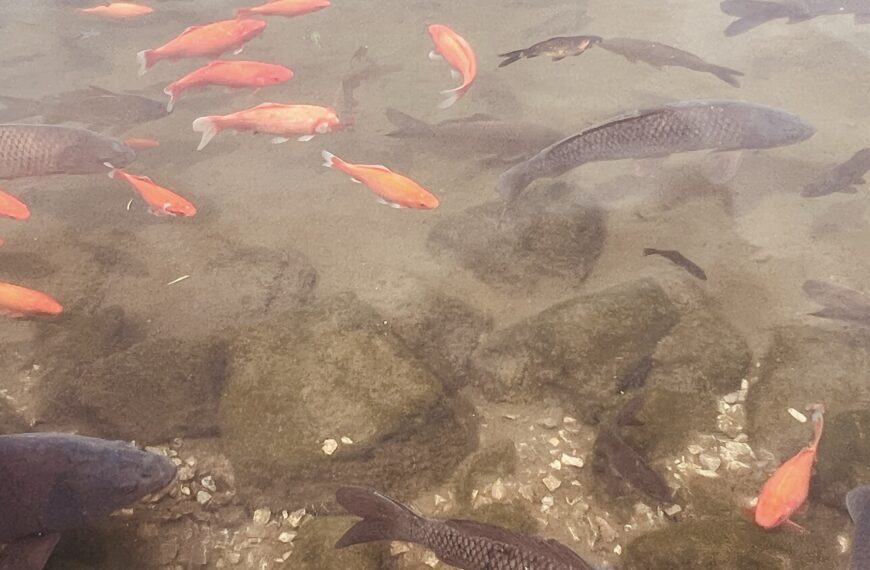 Big Spring Park Canal Fish