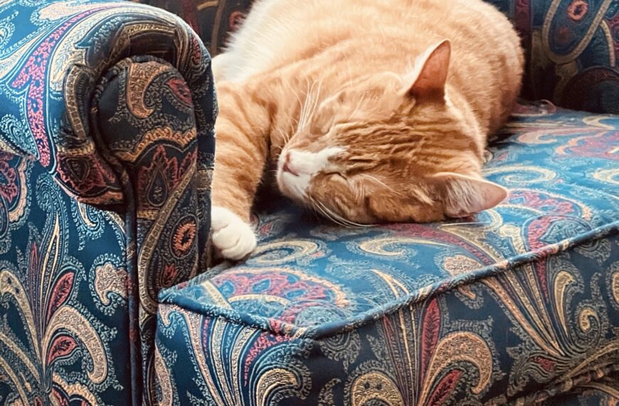 Let sleeping cats lie